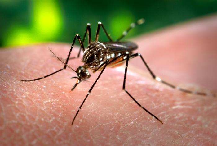 Aedes aegypti macro photograph — CDC / James Gathany, public domain
