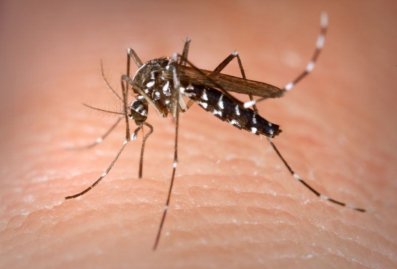 Aedes albopictus mosquito photograph