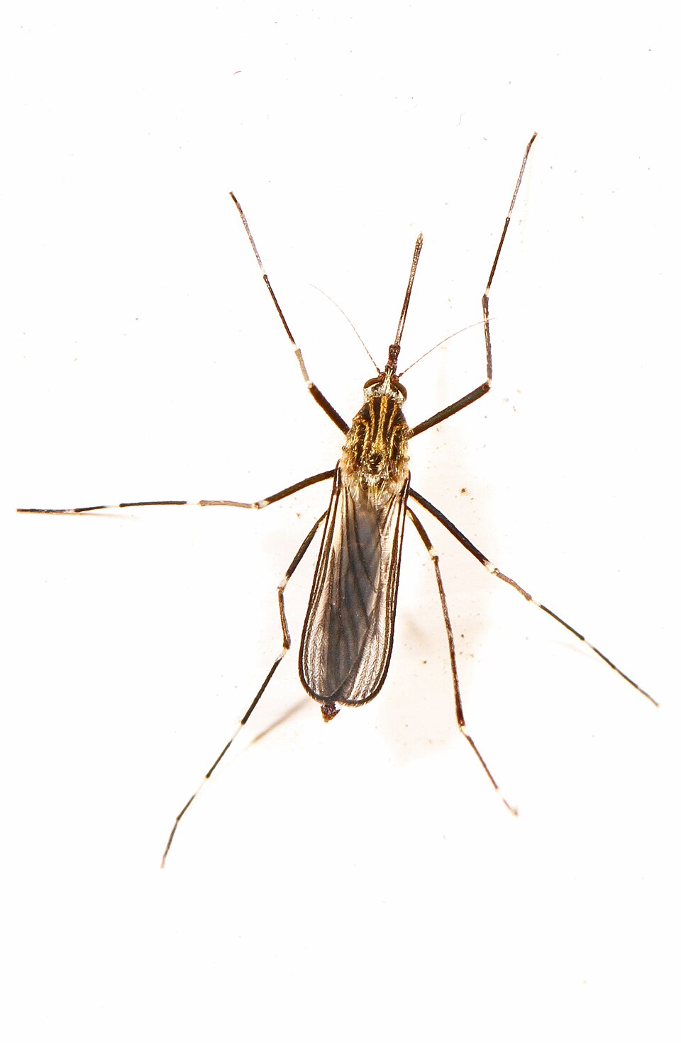 Aedes japonicus mosquito photograph