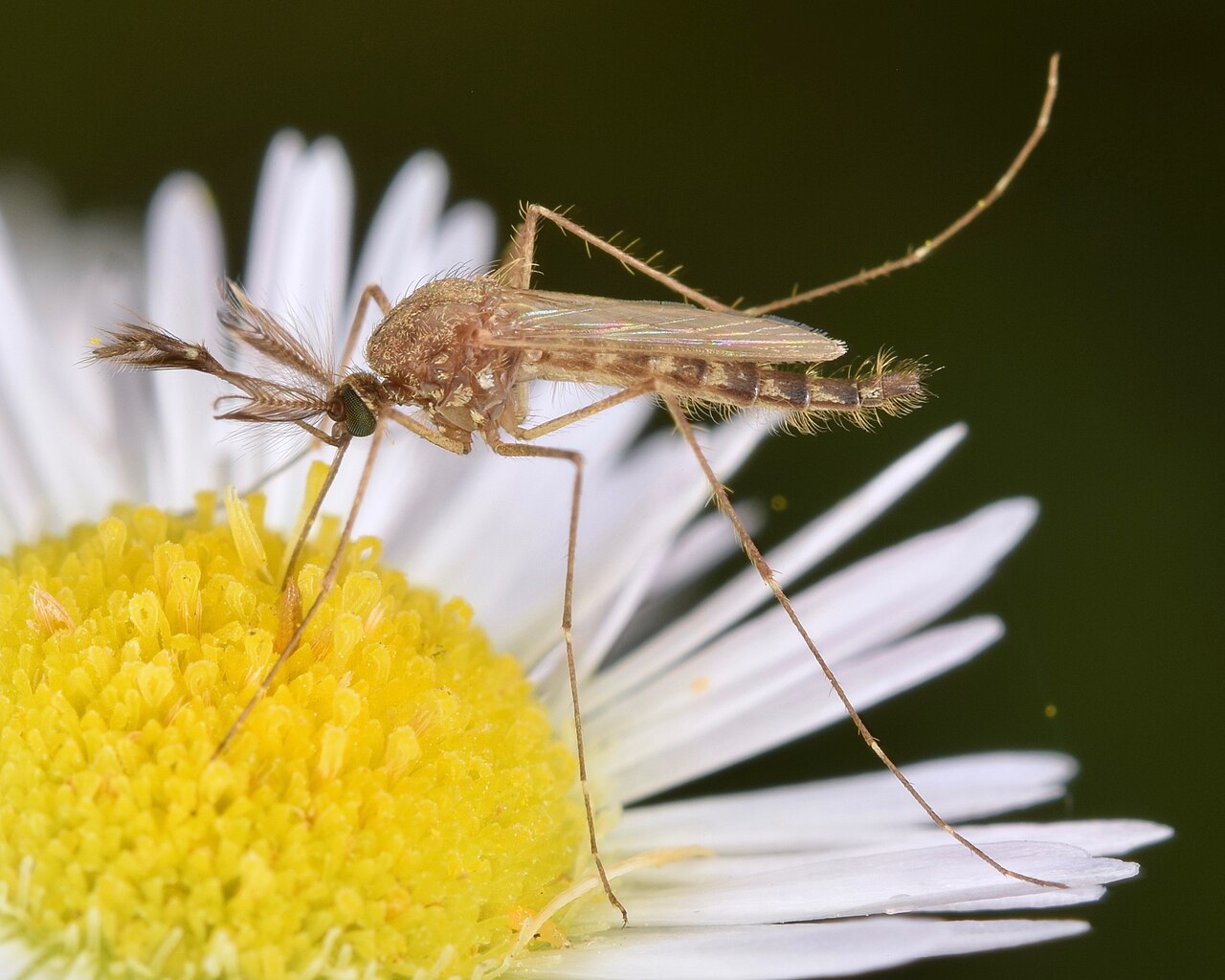 Aedes vexans mosquito photograph