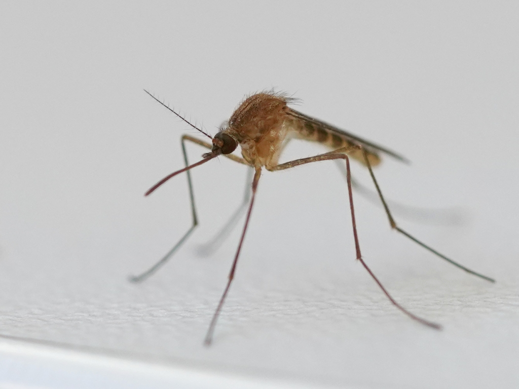 Culex pipiens mosquito photograph