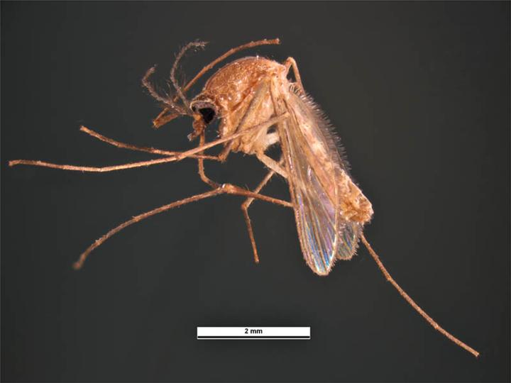 Culex quinquefasciatus mosquito photograph
