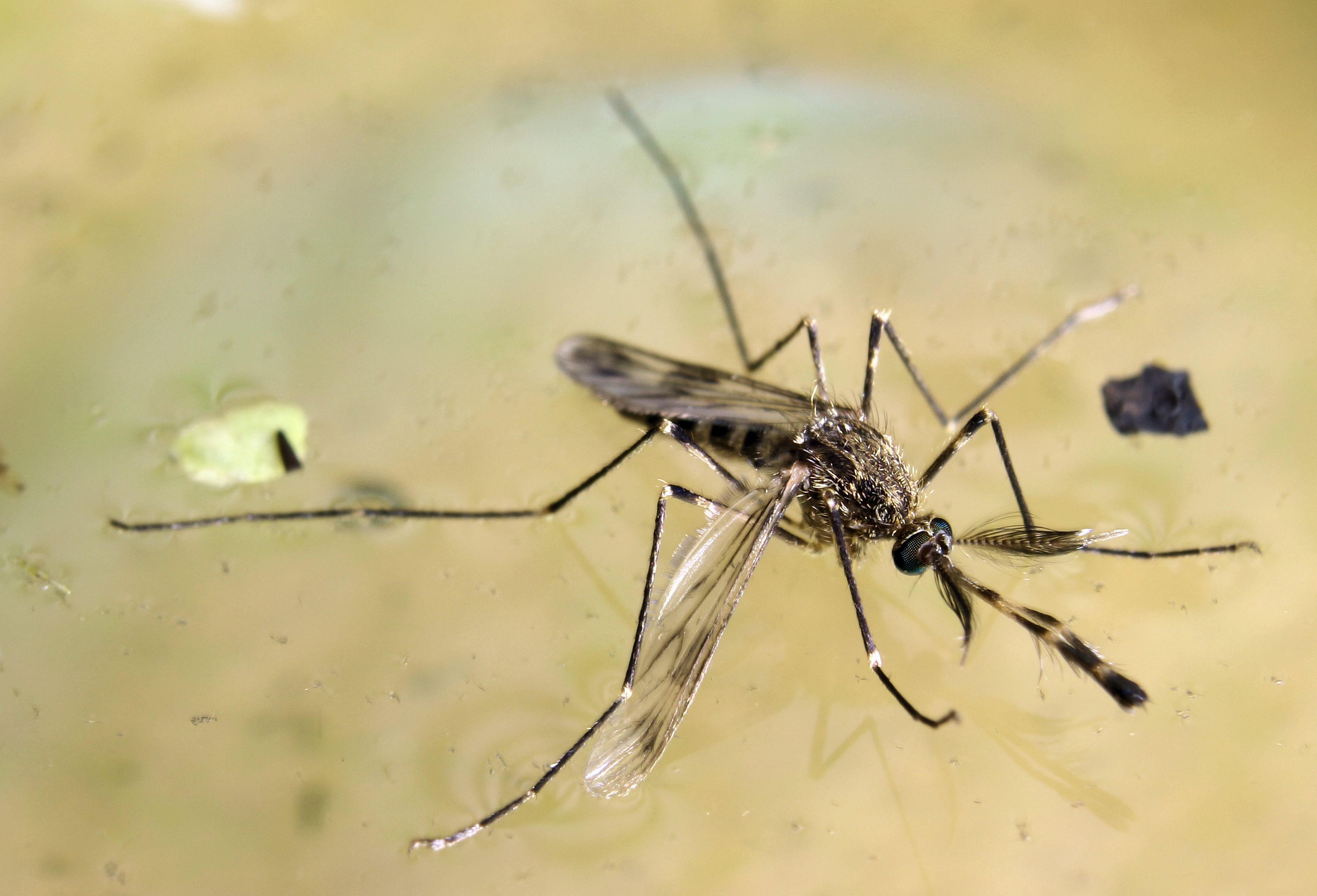 Culex tarsalis mosquito photograph